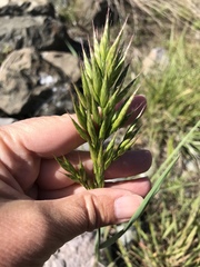 Bromus hordeaceus