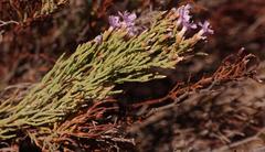 Limonium dregeanum