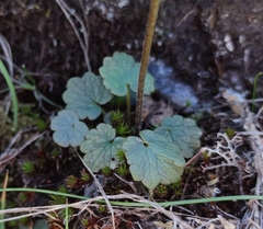 Ranunculus nigrescens