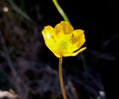 Ranunculus nigrescens