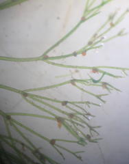 Nitella mucronata