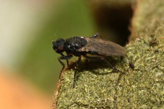 Ischiolepta