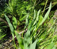 Allium victorialis