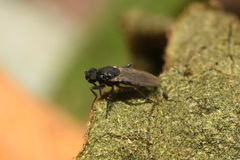Ischiolepta