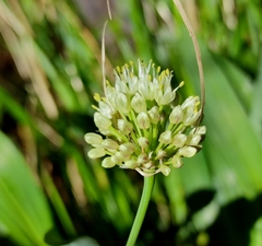Allium victorialis