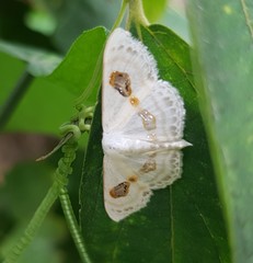 Problepsis vulgaris