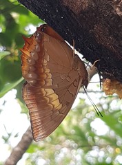 Charaxes bernardus