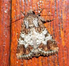 Omphalestra mesoglauca