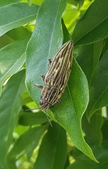 Chalcophora japonica