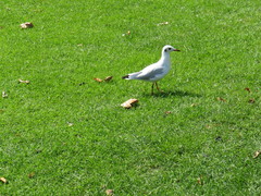 Chroicocephalus ridibundus