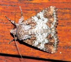 Omphalestra mesoglauca