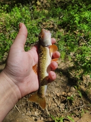 Nocomis leptocephalus