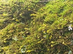 Macromitrium repandum