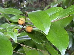 Diospyros laurina