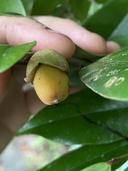 Diospyros laurina