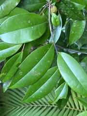 Diospyros laurina