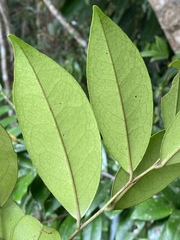 Diospyros laurina