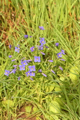 Exacum pumilum