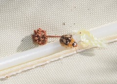 Peltoschema hamadryas