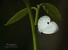 Neopithecops zalmora zalmora