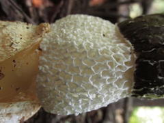 Phallus impudicus togatus