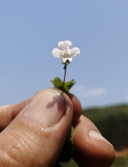 Diclis rotundifolia