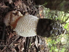Phallus impudicus togatus