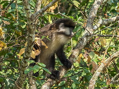 Cercopithecus ascanius schmidti