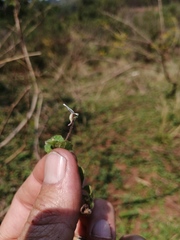 Diclis rotundifolia