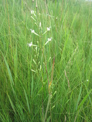 Silene multiflora