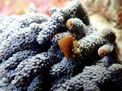 Capnella gaboensis