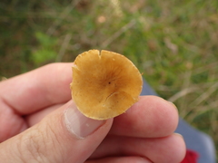 Cystoderma