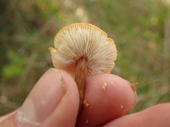 Cystoderma