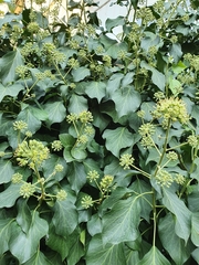 Hedera helix