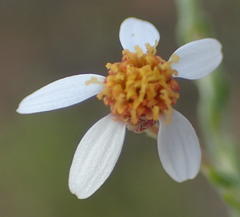 Phymaspermum thymelaeoides