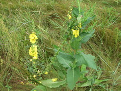 Verbascum × flagriforme