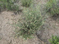 Phymaspermum thymelaeoides