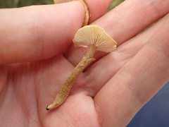 Cystoderma