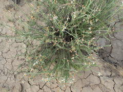 Phymaspermum thymelaeoides