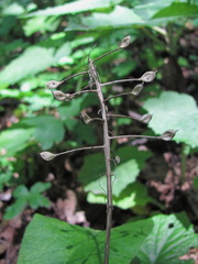 Pachyphragma macrophyllum