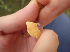 Cystoderma