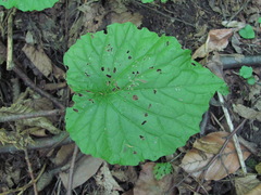 Pachyphragma macrophyllum
