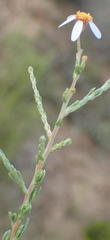 Phymaspermum thymelaeoides