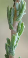 Phymaspermum thymelaeoides