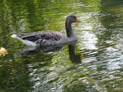 Anser anser