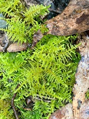 Thuidiopsis