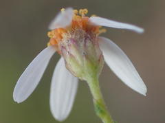 Phymaspermum thymelaeoides