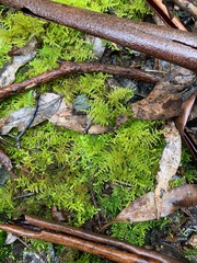 Thuidiopsis