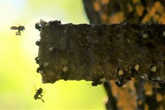 Homotrigona apicalis