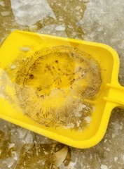 Pseudorhiza haeckeli